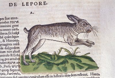The hare after Historia Animalium by Conrad Gesner by Unknown artist
