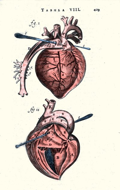The heart. Anatomical board after “Anatomy” by Erasmus Bartholin (Erasmus Bartholinus) (1625 - 1698) Danish doctor and physicist. 17th century by Unknown artist