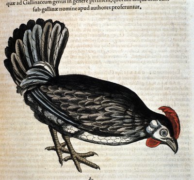 The hen after the Historia Animalium by Conrad Gesner, Tiguri 1560. Biblioteca nazionale Braidense. Milan by Unknown artist