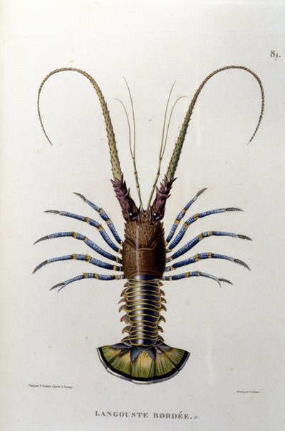 The lobster. 19th century by Unknown artist