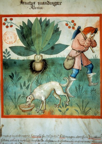 The mandrake. Medicinal plant to which extraordinary magical virtues have often been attributed by Unknown artist