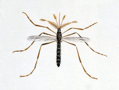 The mosquito. Natural history board. 19th century by Unknown artist