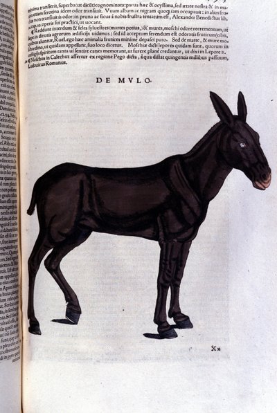 The Mullet after Historiae Animalium by Konrad Gesner by Unknown artist