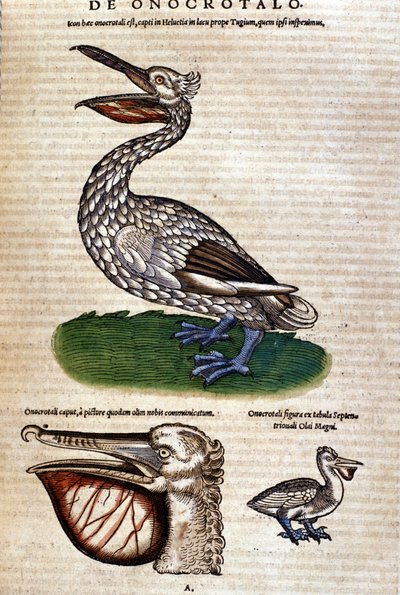 The pelican from “Historiae animalium” by Konrad Gesner, Tiguri. by Unknown artist