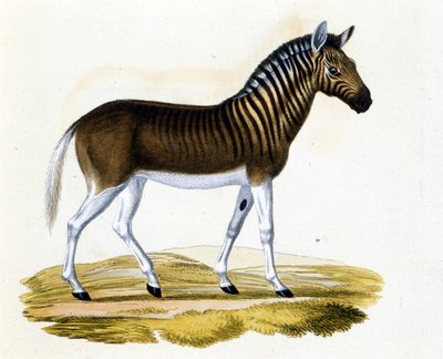 The quagga (couagga), an animal disappeared around 1870: it was a mammal close to the horse and zebra with stripes on the neckline and head. Engraving from the end of the 19th century by Unknown artist
