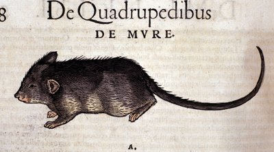 The rat after the Historia Animalium by Conrad Gesner, Tiguri 1560. Biblioteca nazionale Braidense. Milan by Unknown artist