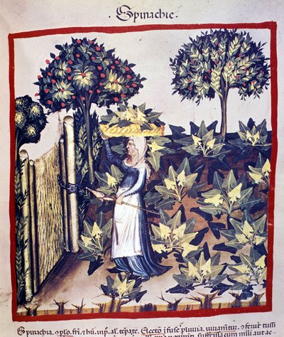 The recovery of spinach. Illumination from 