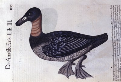 The Red-Neck Duck - from Historiae Animalium by Konrad Gesner, Tiguri by Unknown artist