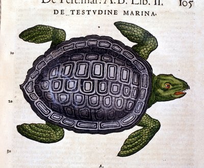 The sea turtle, according to the Historia Animalium of Conrad Gesner, Tiguri 1560. by Unknown artist