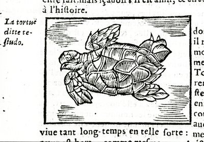 The Sea Turtle, After the Treatise of Gerolamo Cardano 
