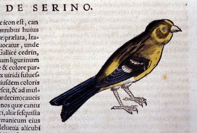 The Serin after Historiae Animalium by Konrad Gesner, Tiguri by Unknown artist