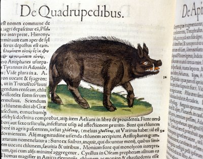 The wild boar after the Historia Animalium by Conrad Gesner by Unknown artist