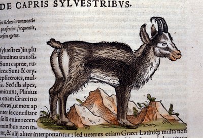 The Wild Goat from Historiae Animalium by Konrad Gesner, Tiguri by Unknown artist