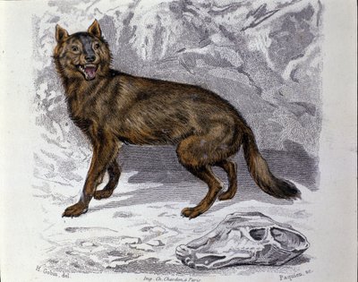 The wolf. Plate taken from a Natural History Treat of 