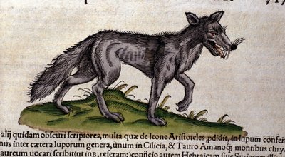 The wolf after the Historia Animalium by Conrad Gesner, Tiguri 1560. Biblioteca nazionale Braidense. Milan by Unknown artist