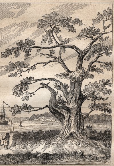 Third voyage by Captain James Cook: tree under which Cook observed the passage of Venus - illustration taken from The Great Mariners of the 18th century by Unknown artist