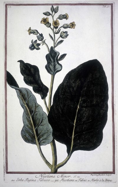 Tobacco Leaf and Flower (Nicotiana Minor) in a 19th Century Herbarium by Unknown artist