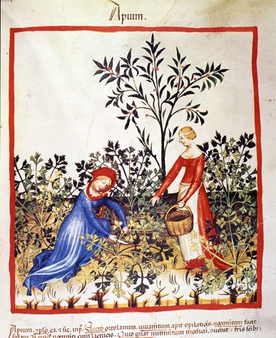 Two women are picking parsley. Illumination from 