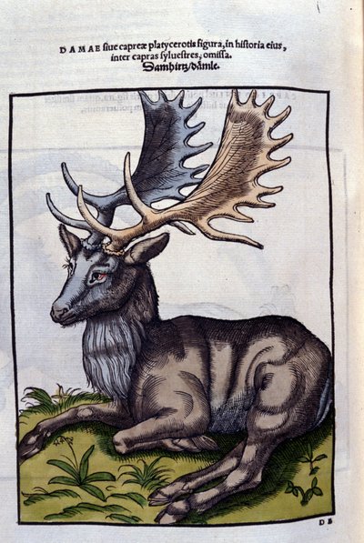 A Reindeer - in Historia Animalium by Conrad Gesner, Tiguri by Unknown artist