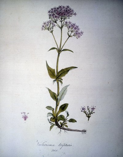Valeriana Mauve or Valeriana Tripteris. 19th Century Herbarium by Unknown artist