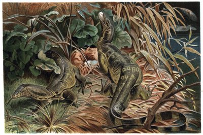 Monitor Lizard (Varanus) - engraving from 