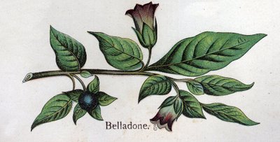 Venenous botanical plants: Belladonna by Unknown artist