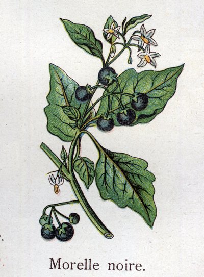 Venomous Botanical Plants: Black Nightshade. Engraving in 