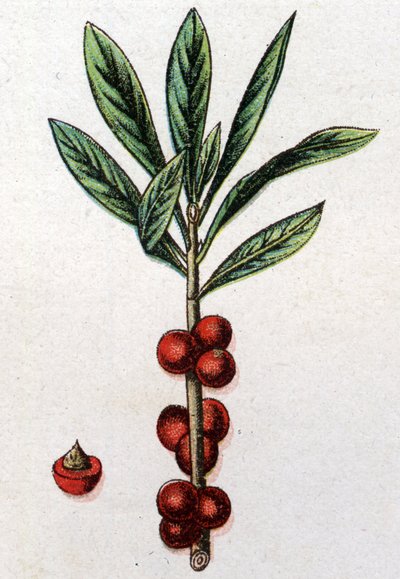 Venomous Botanical Plants: Daphne Mezereon. Engraving in 