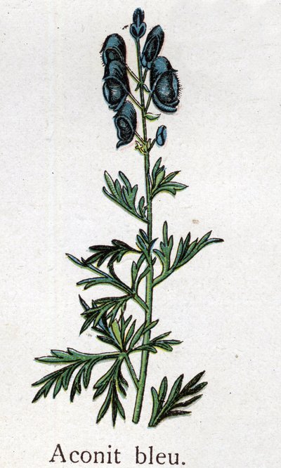 Venomous botanical plants: blue aconite. Engraving in 