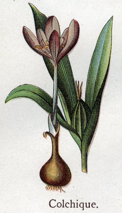 Venenous botanical plants: colchial. Engraving in 