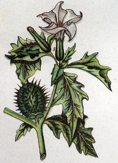 Venomous botanical plants: stramonium of thorn apple. Engraving in 