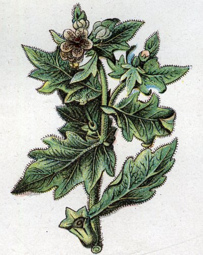 Venenous botanical plants: up to by Unknown artist