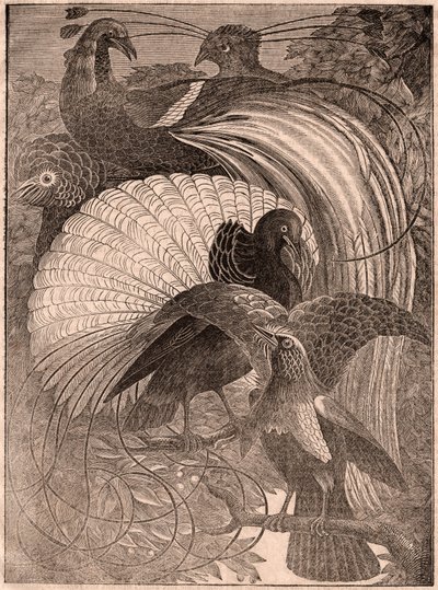 View of a Group of Birds of Paradise in New Guinea by Unknown
