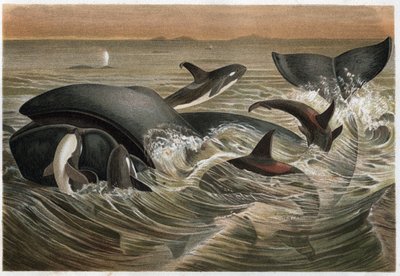 Whale and Orca - engraving from 