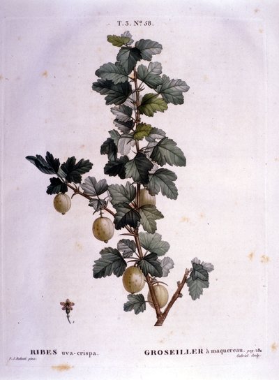 White currant or mackerel: 19th century botanical board by Unknown artist