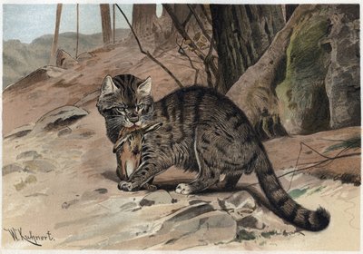 Wild Cat - Engraving from 