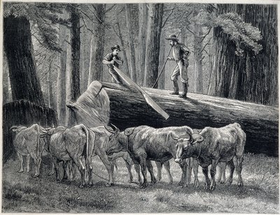 Woodcutters in a redwood forest in California - engraving by Unknown artist