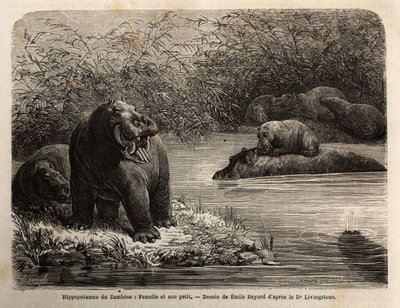 Zambese Hippopotamus: female and her young refreshing in the river by Unknown artist