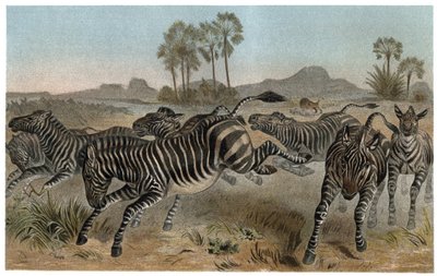 Zebra - Zebras - African equids (horse family) - engraving from 