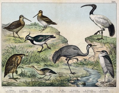 a: Black-crowned night heron (Nycticorax nycticorax), b: Little bittern (Ixobrychus minutus), c: Eurasian bittern (Botaurus stellaris), d: Common crane (Grus grus), e: Sacred ibis (Threskiornis aethiopicus), f: Eurasian woodcock (Scolopax rusticola), g: Co by Unknown artist