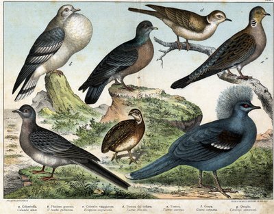 Columbian pigeon (Columba oenas), Mongolian dove (Columba gutturosa), Migratory pigeon (Etopistes migratoria), Turkish dove (Turtur risorius), Wood dove (Turtur auritus), Goura (Goura coronata), Wheat quail (Coturnix communis) - in “Natural History of bird by Unknown artist