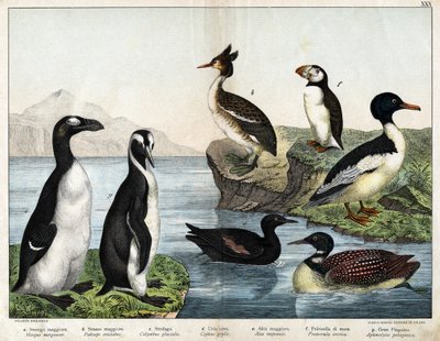 Common Goldfish (Mergus merganser), Common Grebe (Podiceps cristatus), Common Loon (Colimbus glacialis), Black Guillenot (Cephis grylle), Great Pinguoin (Alca impennis), Puffin (Fratercula artica), Royal Penguin (Aptenodytes patagonicus) by Unknown artist
