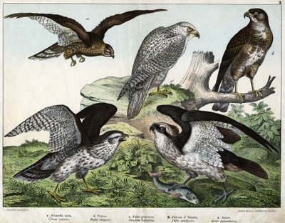 Eagle or royal busard, nozzle, fisherman falcon, Iceland falcon, around = astore - in 