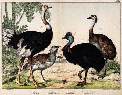 a: Grance bustard (Otis tarda), b: Casoar (Casarius galeatus), c: African Ostrich (Struthio camelus), d: Nandon (Rhea Americana) - In 