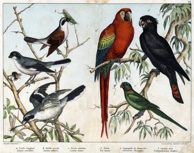 Grey grieche (Lanius excubitor), Northern grieche (Lanius collurio), Pink-breasted grieche (Lanius linor), Red ara (Ara macao), Alexandria Parrot (Palaeornis Alexandria), Banksian Cacatoes (Calyptorynchus banksii) - in “Natural History of birds” by Unknown artist