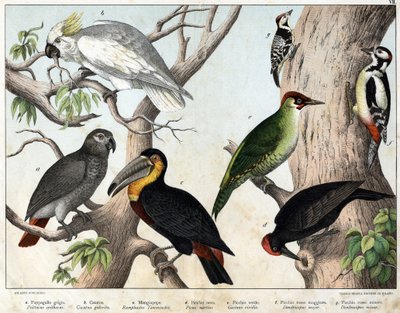 a: Grey parrot (Psittacus erithacus), b: Parrot cacatoes (Cacatua galerita), c: Toucan (Ramphastos temminckii), d: Black Woodpecker (Picus Martius), e: Green Woodpecker (Gecinus veridis), f: Major Red Woodpecker (Dendrocopus minor) - 