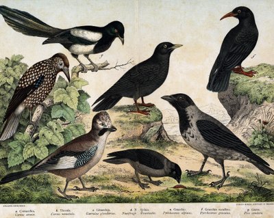 a: Hooded Crow (Corvus cornix), b: Jackdaw (Corvus monedula), c: Eurasian Jay (Garrulus glandarius), d: Spotted Nutcracker (Nucifraga caryocatactes), e: Alpine Chough (Pyrrohocorax alpinus), f: Red-billed Chough (Pyrrhocorax pyrrhocorax) by Unknown artist