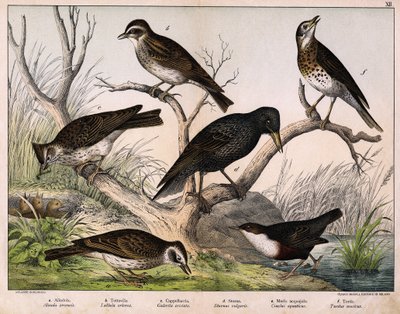 a: Northern lark (Alauda arvensis), b: Woodlark (Lullula arborea), c: Crested lark (Galerita cristata), d: Common starling (Sturnus vulgaris), e: Dipper (Cinclus cinclus), f: Song thrush (Turdus philomelos) - in “Natural History of Birds”, ed. Hoepli, Mila by Unknown artist