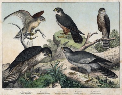 a: Peregrine Falcon (Falco peregrinus), b: Eurasian Hobby (Hypotriorchis subbuteo), c: Common Kestrel (Tunnunculus alaudarius), d: Eurasian Sparrowhawk (Accipiter nisus), e: Singing Goshawk (Melierax musicus) by Unknown artist