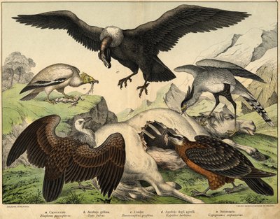 a: Percnopterus (Neophron percnopterus), b: Griffon vulture (Gyps fulvus), c: Condor (Sarcoramphus gryphus), d: Vulture of lambs (Gypaetus barbatus), e: Snake (Gypogeranus serpentarius) - in 